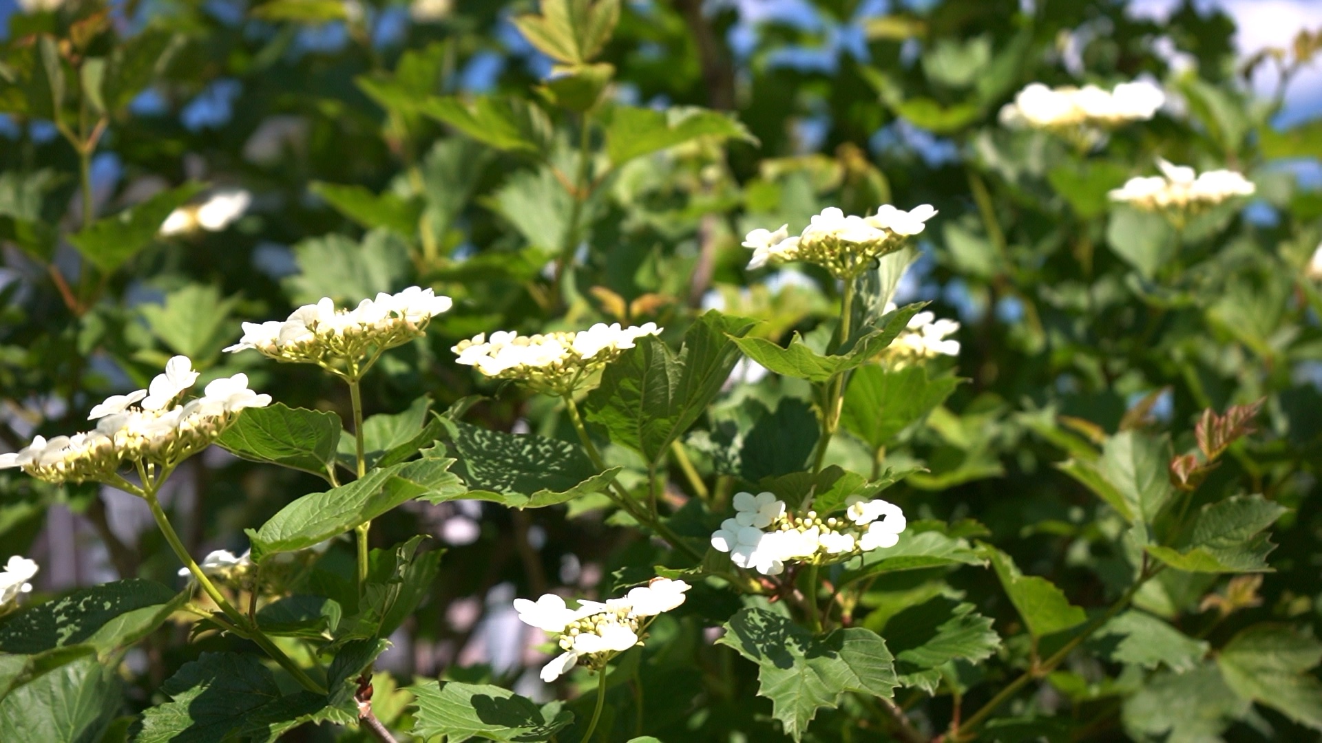 питомника садовых растений кольцово