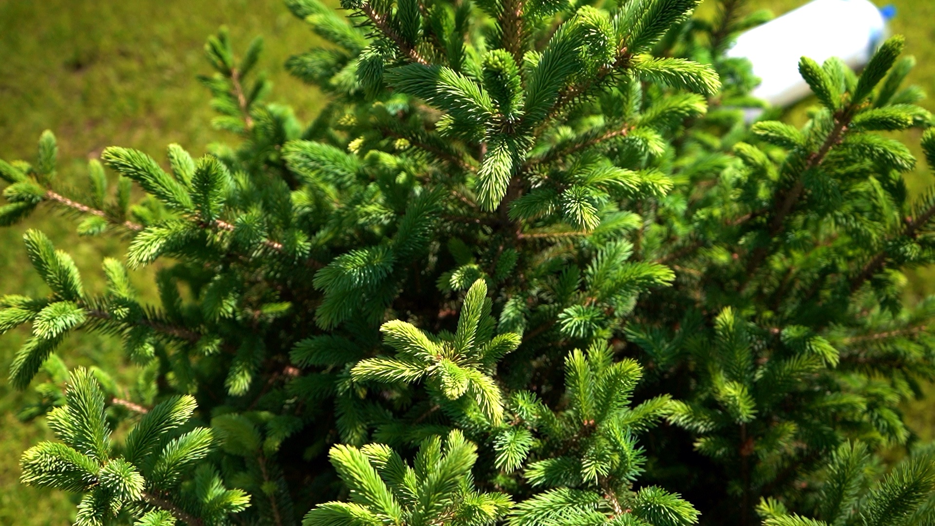 питомника садовых растений кольцово