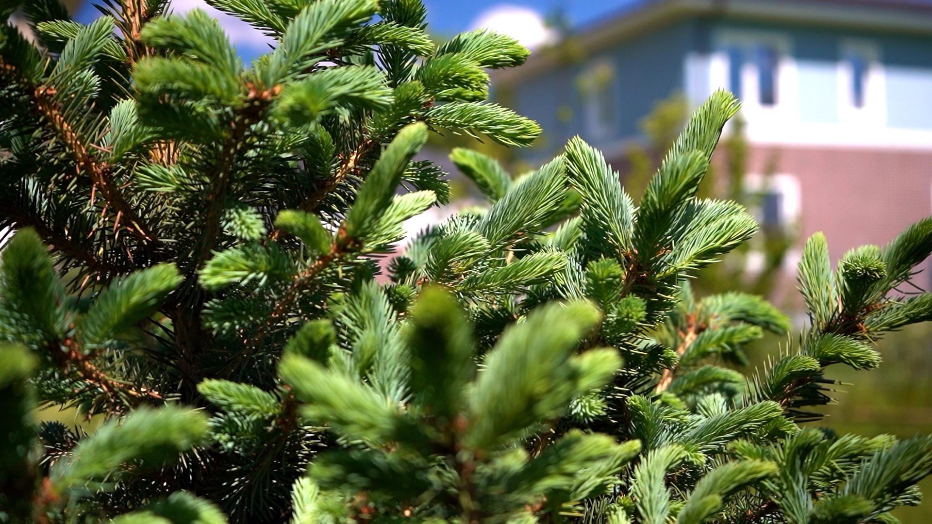 питомника садовых растений кольцово