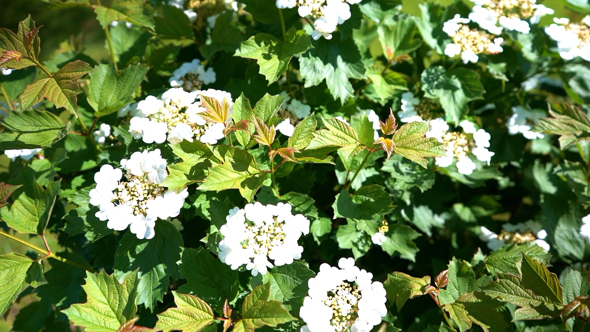 питомника садовых растений кольцово