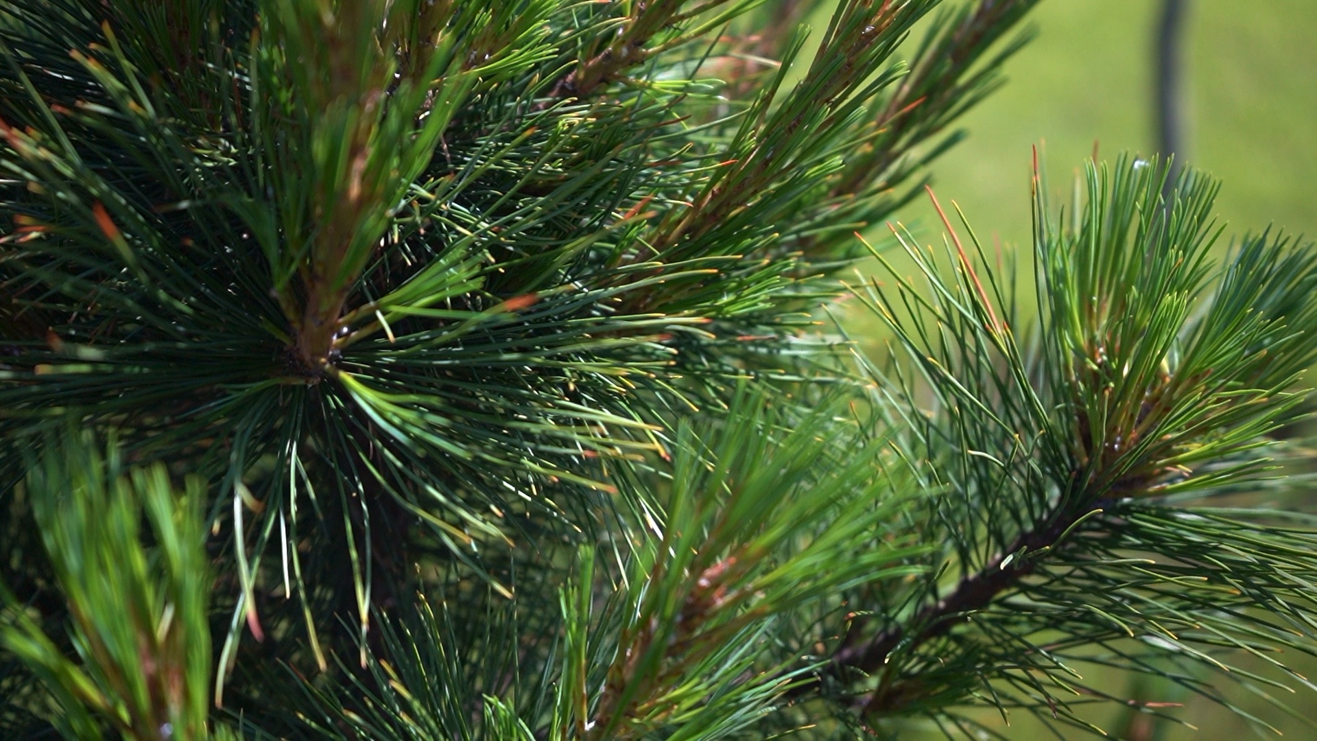 питомника садовых растений кольцово