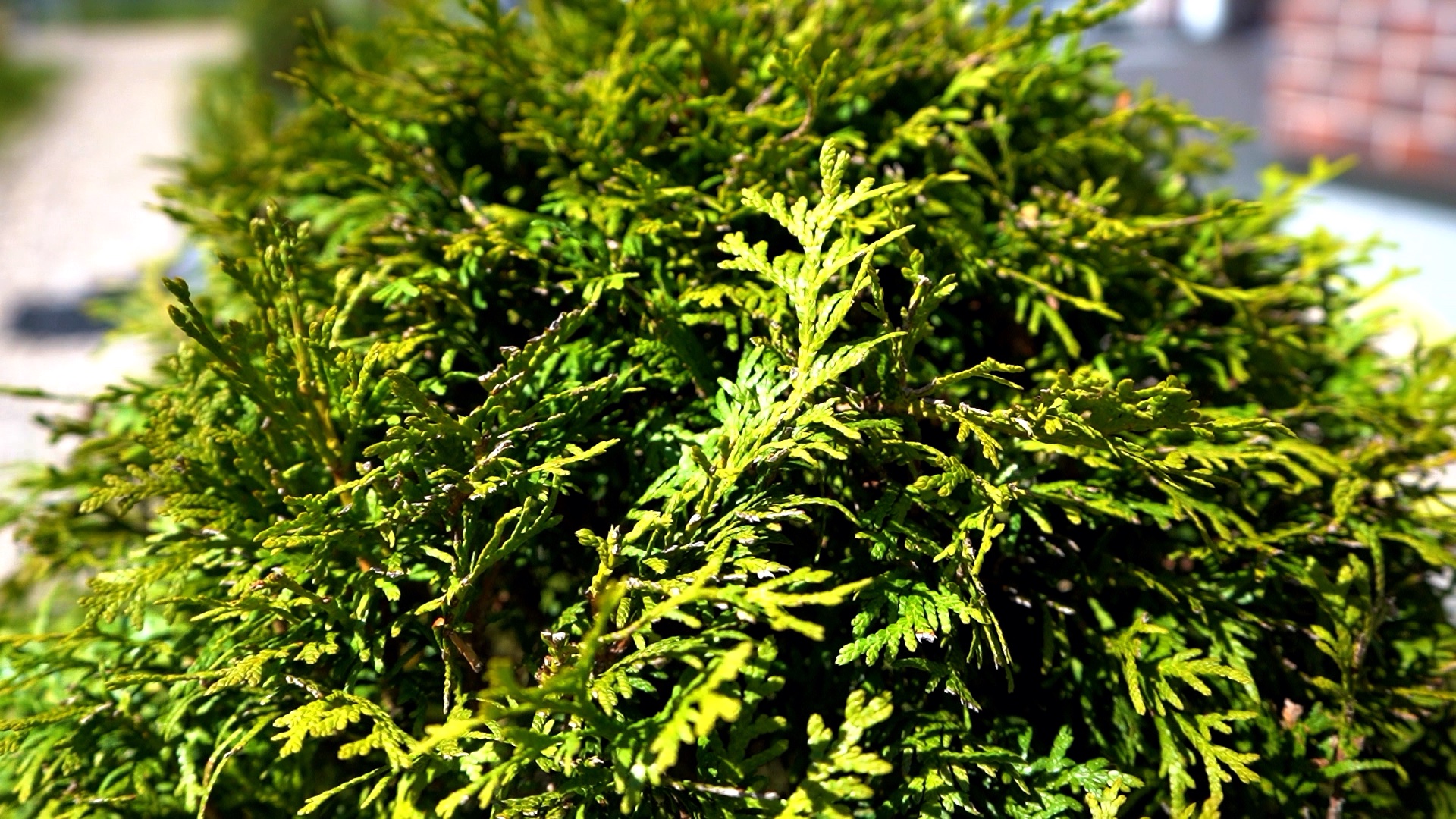 питомника садовых растений кольцово