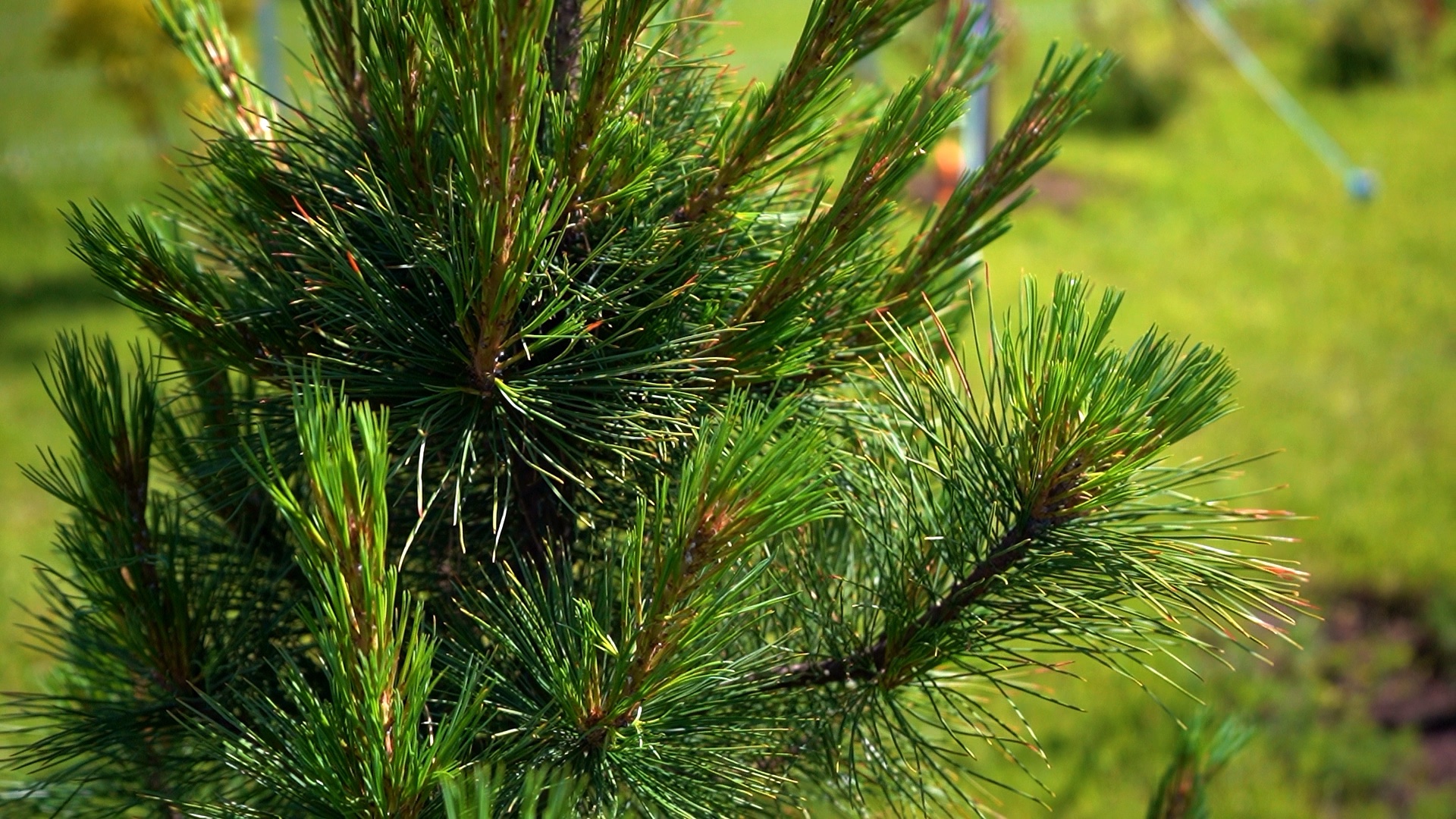 питомника садовых растений кольцово