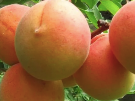 Купить саженцы абрикос айсберг  2 года