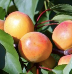 Купить саженцы абрикос графиня двухлетка