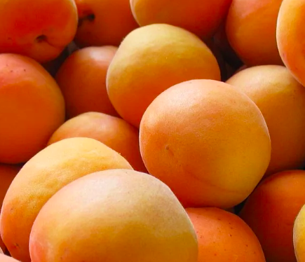 Купить саженцы абрикос  медовый дыухлетние