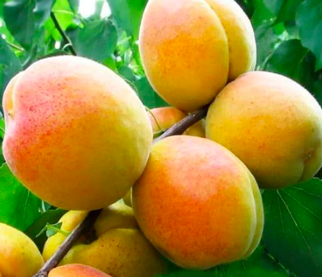 Купить саженцы абрикос монастырский два года