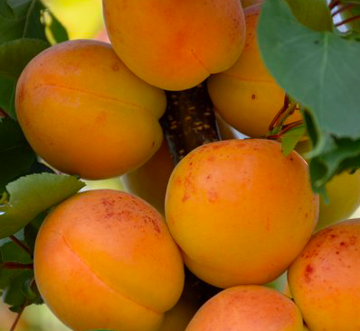 Купить саженцы абрикос водолей  двухлетка
