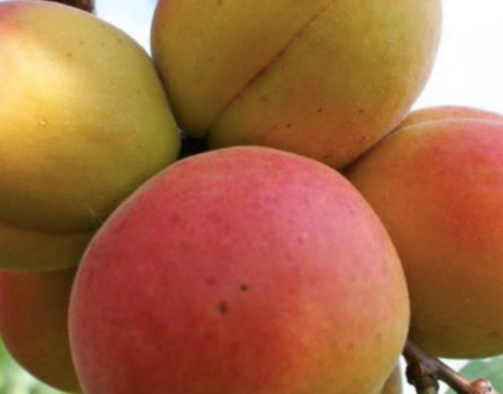 Купить саженцы абрикос Московский двухлетка