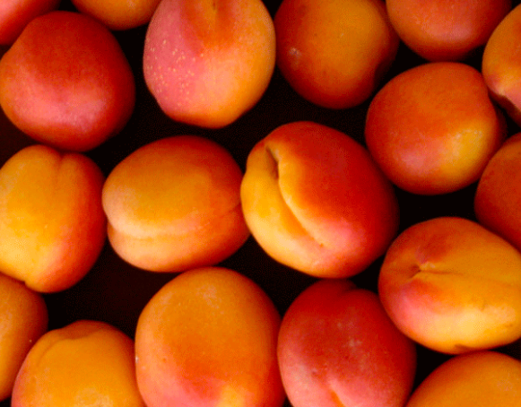 Купить саженцы абрикоса сорт  фаворит двухлетка