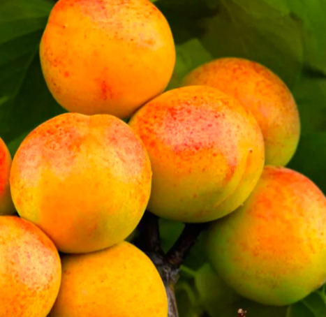 Купить саженцы абрикос Юбилейный 2 года