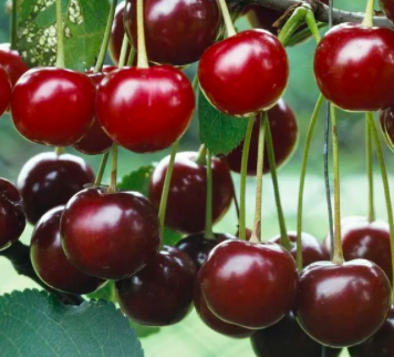 Купить саженцы вишни 12 лет