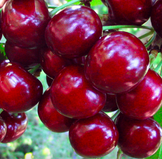 Купить саженцы вишни 12 лет