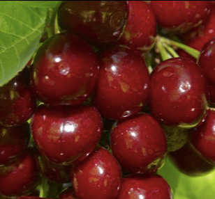 Купить саженцы вишни 12 лет