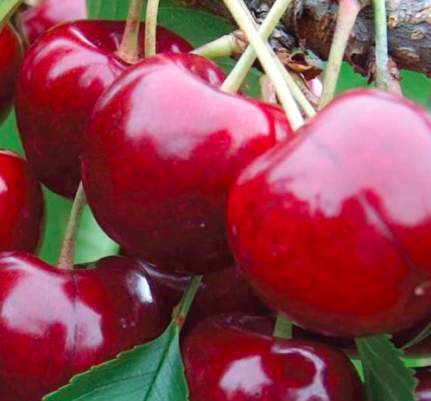 Купить саженцы вишни 12 лет