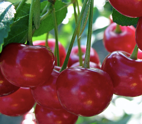 Купить саженцы вишни 12 лет