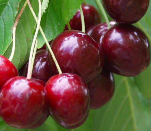 Купить саженцы вишни 12 лет