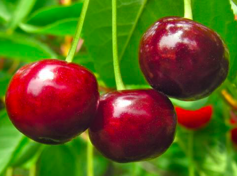 Купить саженцы вишни 12 лет