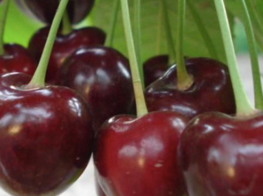 Купить саженцы вишни 12 лет