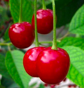 Купить саженцы вишни 12 лет