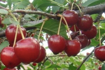 Купить саженцы вишни 12 лет