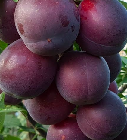 Купить саженцы алычи 7 лет сорт генерал