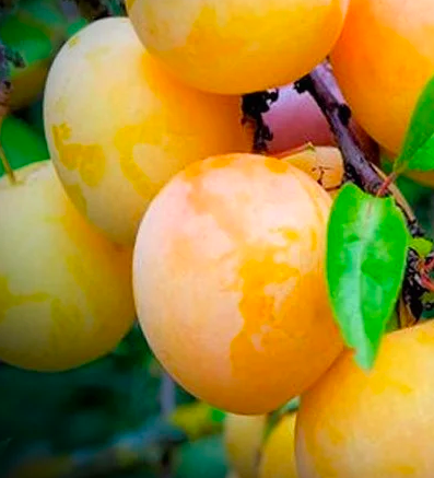 Купить саженцы алычи 7 лет сорт генерал