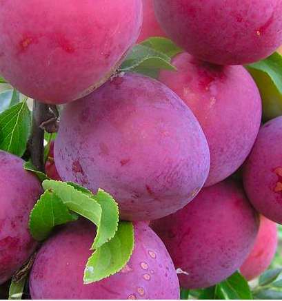 Купить саженцы алычи 7 лет сорт Обильная