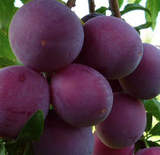 Купить саженцы алычи 7 лет сорт Обильная