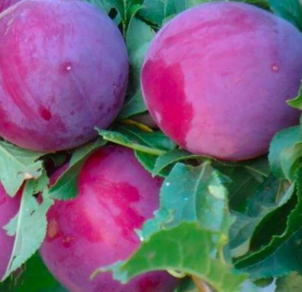 Купить саженцы алычи 7 лет сорт Клеопатра