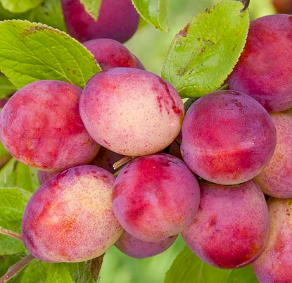 Купить саженцы алычи 7 лет сорт Путешественниц