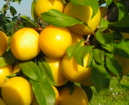 Купить саженцы алычи 7 лет сорт мара