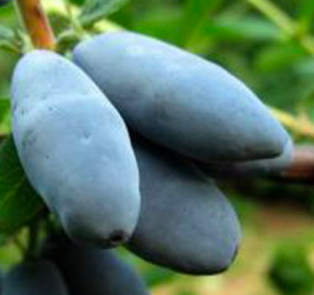 Купить саженцы жимолости 3 года