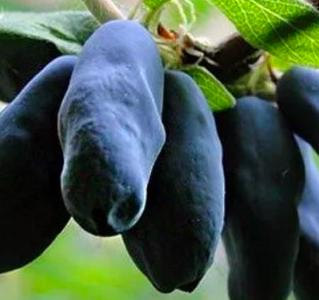 Купить саженцы жимолости 3 года