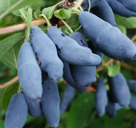 Купить саженцы жимолости 3 года 