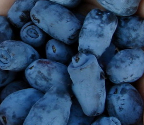 Купить саженцы жимолости 2 года сорт Золушка