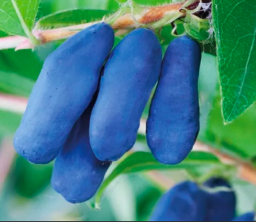 Купить саженцы жимолости 3 года