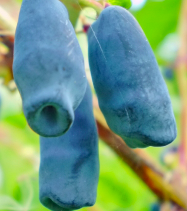 Купить саженцы жимолости 3 года