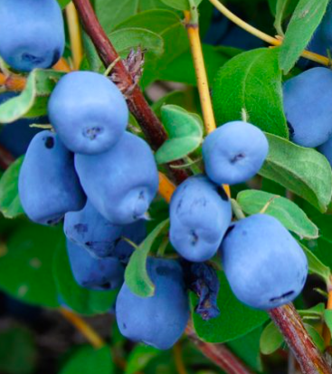 Купить саженцы жимолости 3 года