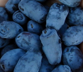 Купить саженцы жимолости 3 года