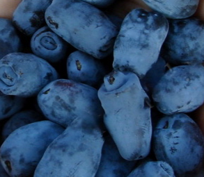 Купить саженцы жимолости 4 года