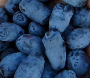 Купить саженцы жимолости 5 лет