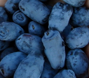 Купить саженцы жимолости 6 лет