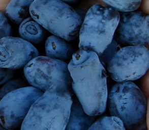 Купить саженцы жимолости 7 лет