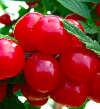 Купить саженцы войлочной вишни 6 лет сорт Амурка