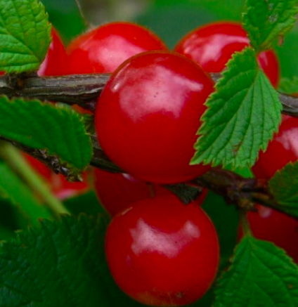 Купить саженцы войлочной вишни 6 лет сорт Лето