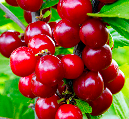 Купить саженцы войлочной вишни 6 лет сорт Натали