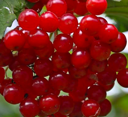 Купить саженцы калины 7 лет