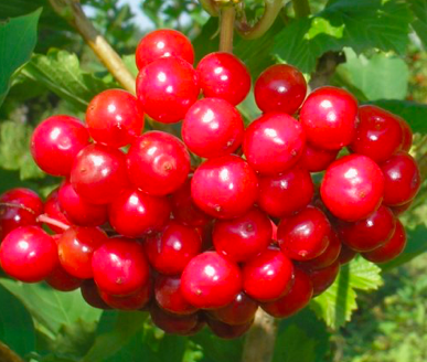 Купить саженцы калины 7 лет