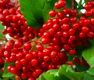 Купить саженцы калины 7 лет